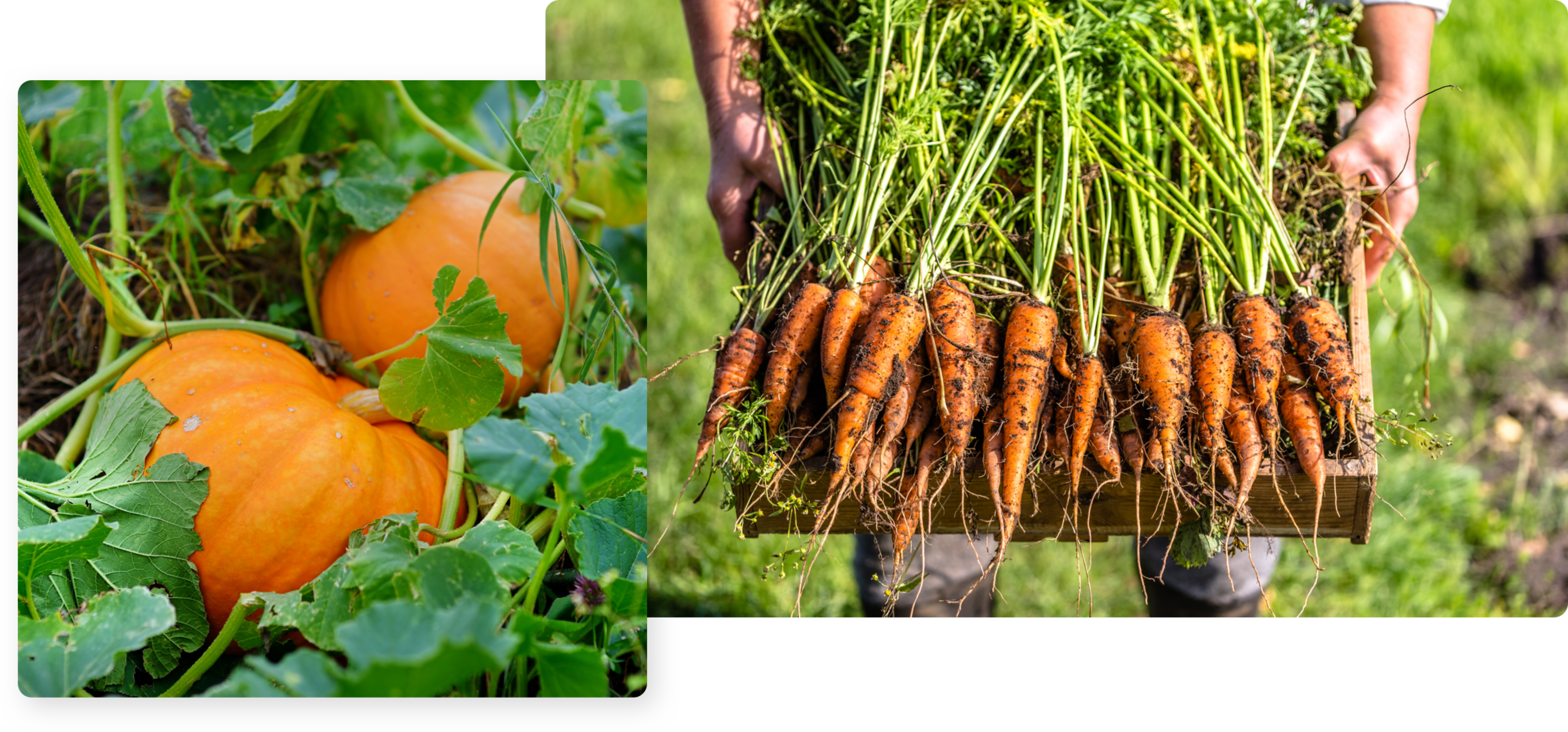 Fotos von Kürbis und Karotten